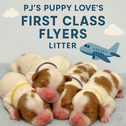 Cavapoo Puppies from PJs Puppy Love