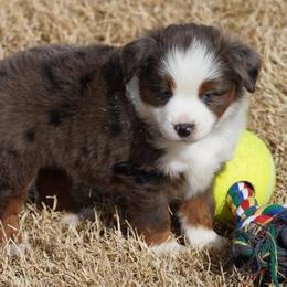 Blue Merle 1 - Blue merle male Miniature Australian Shepherd puppy in Lawton, Oklahoma from Lindsey’s Aussies