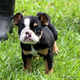 Lilly - Black tri-color female Bulldog puppy in Winnsboro, Texas from JP Ranch Bulldogs