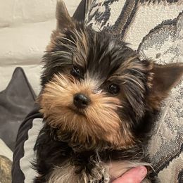 Miniature American Shepherd and Yorkshire Terrier Puppies from Sierra Vu Minis