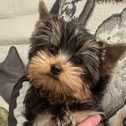 Miniature American Shepherd and Yorkshire Terrier Puppies from Sierra Vu Minis