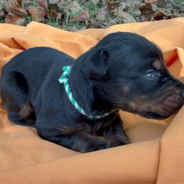 Aspen - Black and rust female Doberman Pinscher puppy in Toney, Alabama from Bhon Mhuir Dobermanns