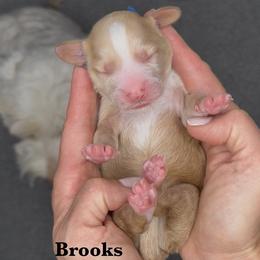 Brooks - Caramel male Australian Labradoodle puppy in Citrus Heights, California from Elite Blend Labradoodles