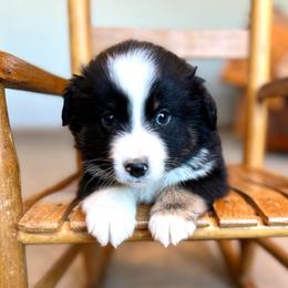 Santa - Black tri male Miniature American Shepherd puppy in Bayard, Nebraska from Puppies by Alies
