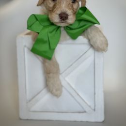 Green Collar Girl - Caramel cream female Australian Labradoodle puppy in Wake Forest, North Carolina from Lucky Country Labradoodles
