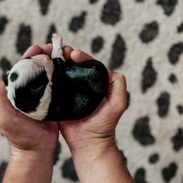 Sheepadoodle Puppies from DOODCompany