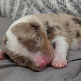 Cupid - red merle male - Red merle male Australian Shepherd puppy in Texas from Wray Aussies
