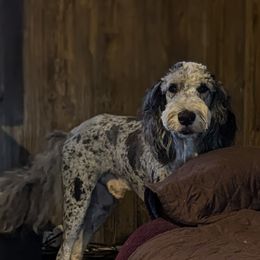 Tucker - Sheepadoodle