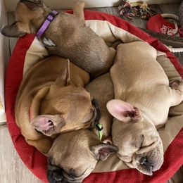 French Bulldog Puppies from EV Bulldogs