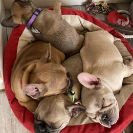 French Bulldog Puppies from EV Bulldogs