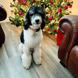 Poodle All Grown Up from Apricity Poodles