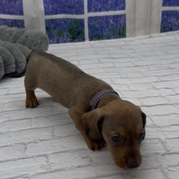 Shaded Red Wirehair Male (purple collar) - Red male Dachshund puppy in Killeen, Texas from Southern Dachshunds