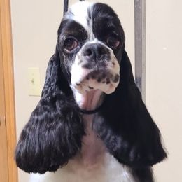 Eden - Cocker Spaniel