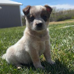 Sunny - Red mottled male Australian Cattle Dog puppy in Oberlin, Kansas from Hangin R Kennels
