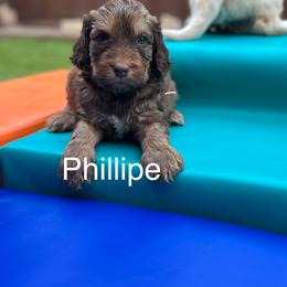 Patel Phillipe - Chocolate male Australian Labradoodle puppy in Alamo, Texas from QuiSal Labradoodles