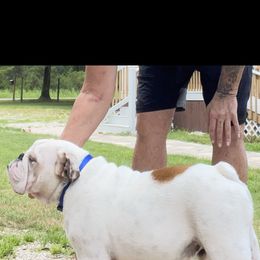 Ringo - Bulldog