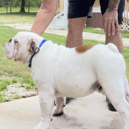 Ringo - Bulldog
