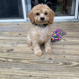 Boy 1 (Nutmeg) - Cavapoo puppy in Columbus, Ohio from FamilyOodles