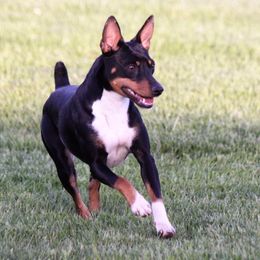 Pepper - Rat Terrier
