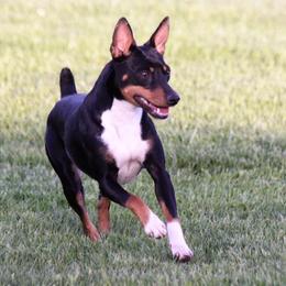 Pepper - Rat Terrier
