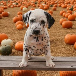 LUA Paris - White and black female Dalmatian puppy in Phoenix, Arizona from Samba Flavors