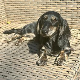 Eden - 2800 - Black and cream female Dachshund puppy in Biloxi, Mississippi from Southern Doxies