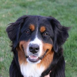 Suki - Bernese Mountain Dog