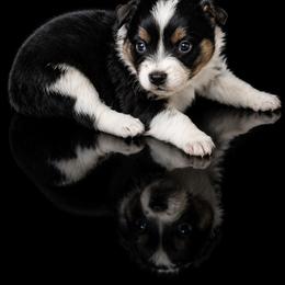 Misty - Black tri female Miniature Australian Shepherd puppy in Missouri from Country Legends Aussies & Corgis