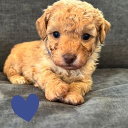 Blue - Red  male Goldendoodle puppy in Memphis, Michigan from Kevin Williams