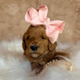 Geneva - Apricot female Poodle puppy in Detroit Lakes, Minnesota from Pickerel Pups