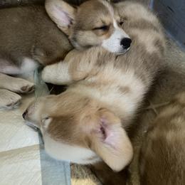American Corgi and Pembroke Welsh Corgi Puppies from Swell Corgis