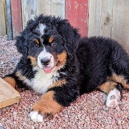 Bernedoodles and Bernese Mountain Dogs from Western Skies Kennels