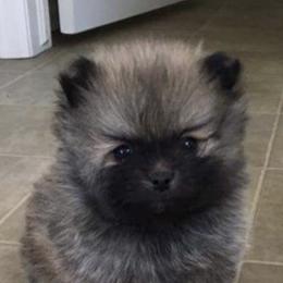 Pomeranian and Yorkshire Terrier Puppies from Melrey's paws