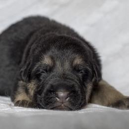 No collar male - Black and red male German Shepherd puppy in Shipman, Virginia from Vom Haus Rabenstein