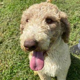 Poodles from Poodle Pups Kennel