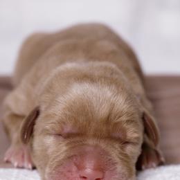 Labrador Retriever Puppies from UC Labradors