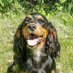 Angel - English Cocker Spaniel