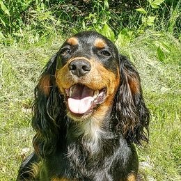 Angel - English Cocker Spaniel