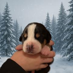 Blue - TBD - Black, white and red male Greater Swiss Mountain Dog puppy in Everett, Pennsylvania from Sweet Stream Swissies