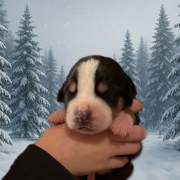 Blue - TBD - Black, white and red male Greater Swiss Mountain Dog puppy in Everett, Pennsylvania from Sweet Stream Swissies