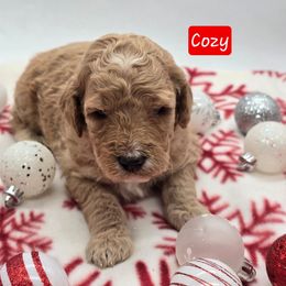 Cozy - Apricot female Goldendoodle puppy in Neillsville, Wisconsin from Granton Creek