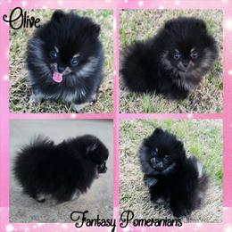 Jasmine - Black and tan female Pomeranian puppy in Anna, Texas from Fantasy Pomeranians & Fantasy Aussies