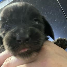 Saray girl 3 - Black female Dachshund puppy in Bigfork, Minnesota from Dachshunds Up North
