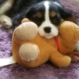 Cavalier King Charles Spaniel Puppies from SweetVirginia Cavalier King Charles Spaniels