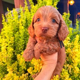 Arthur - Red male Cockapoo puppy in Millville, California from Hope Lane Kennels
