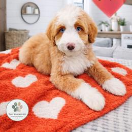 Cedar - male Australian Mountain Doodle puppy in Grand Rapids, Michigan from The Kindred K9