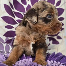 Billie - Red merle female Aussiedoodle puppy in Prescott Valley, Arizona from Ramirez Family Doodles