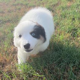Echo - Black tri male Miniature Australian Shepherd puppy in Weatherford, Texas from F & T Aussies