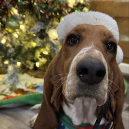 Isabelle - Basset Hound