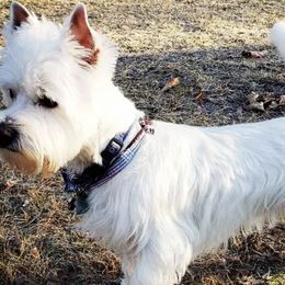 West Highland White Terriers from Wee Bairn Westies